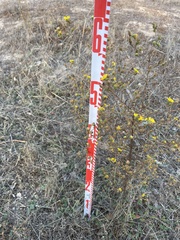 Deinandra paniculata