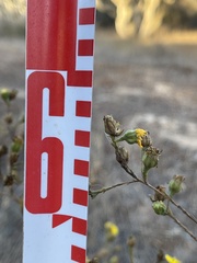 Deinandra paniculata