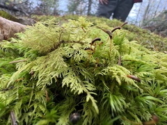 Hylocomium splendens