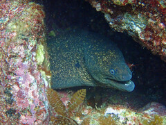Gymnothorax mordax