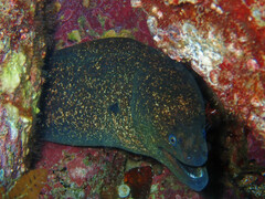Gymnothorax mordax
