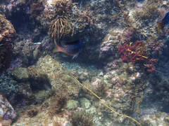 Chromis punctipinnis