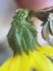 Deinandra paniculata