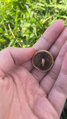 Panaeolus foenisecii