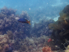 Chromis punctipinnis