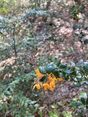 Berberis microphylla