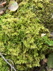 Hylocomium splendens