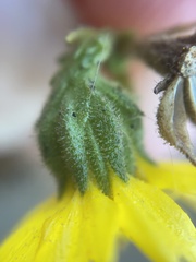 Deinandra paniculata