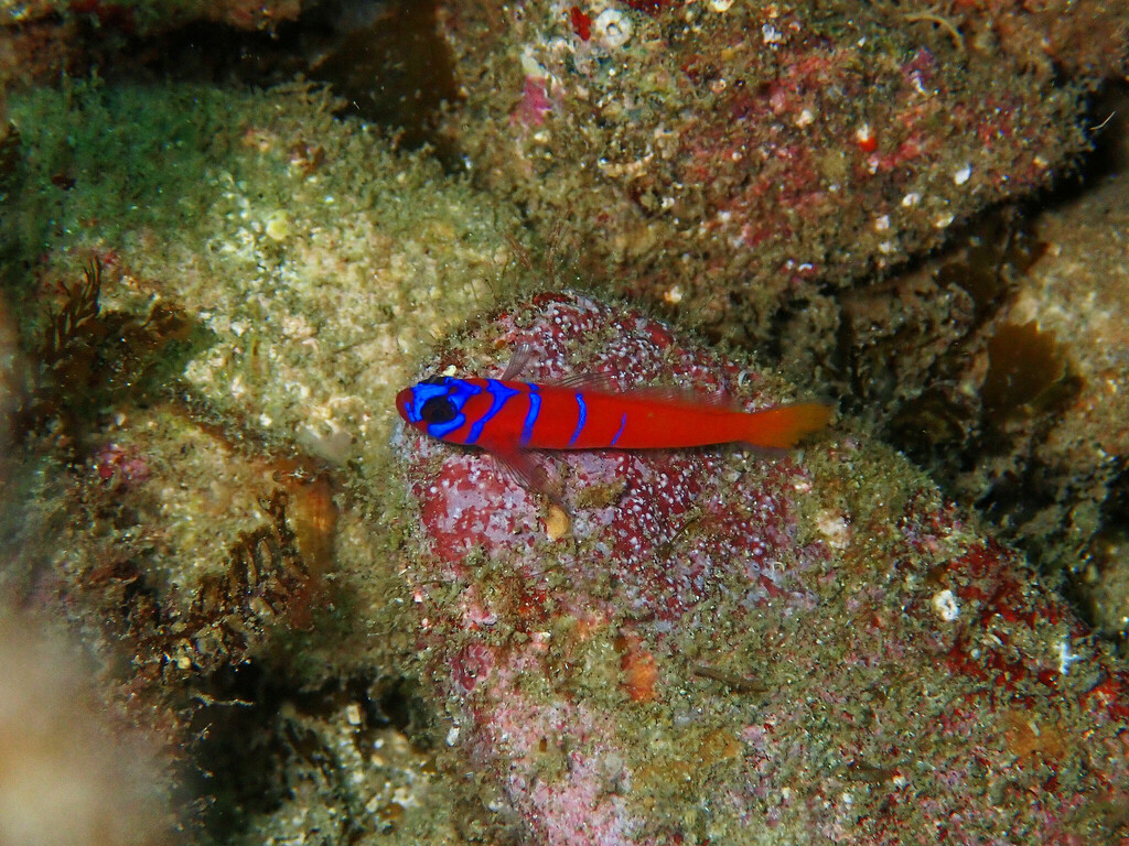 Bluebanded goby (Lythrypnus dalli) — Gobiidae