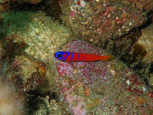 Blauwband-grondel (Lythrypnus dalli) — Gobiidae