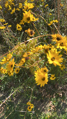 Helianthus angustifolius