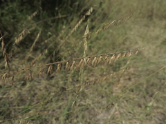 Bouteloua curtipendula