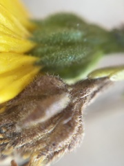 Deinandra paniculata