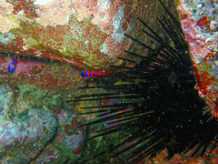 Centrostephanus coronatus