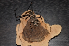 Acrocinus longimanus