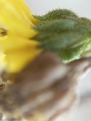 Deinandra paniculata