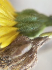 Deinandra paniculata