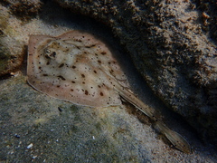 Urobatis maculatus