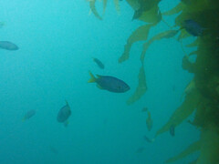 Chromis punctipinnis