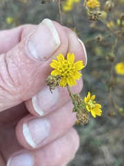 Deinandra paniculata