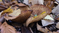 Paxillus cuprinus