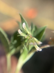 Trifolium amabile
