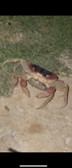 Gecarcinus lateralis