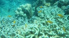 Pomacentrus moluccensis