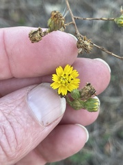 Deinandra paniculata