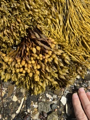 Fucus spiralis