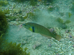 Halichoeres semicinctus