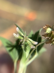 Trifolium amabile