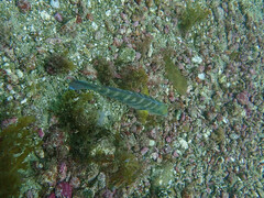 Halichoeres semicinctus