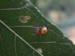 Nisotra