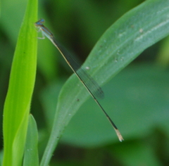 Aciagrion pallidum