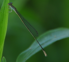 Aciagrion pallidum