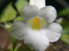 Smithiantha multiflora