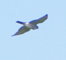 Accipiter virgatus