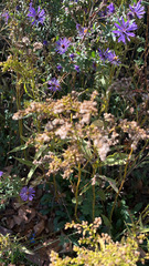 Solidago juncea