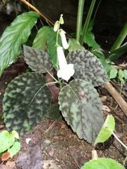 Smithiantha multiflora