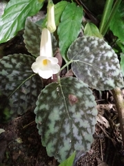Smithiantha multiflora