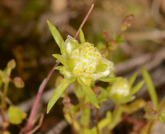 Siloxerus multiflorus