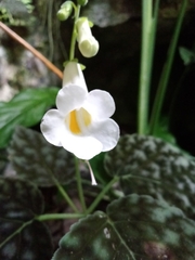 Smithiantha multiflora