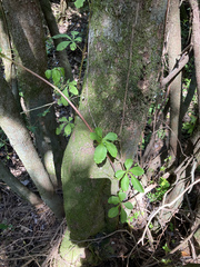 Cissus striata