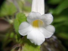 Smithiantha multiflora