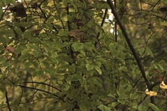Viburnum prunifolium