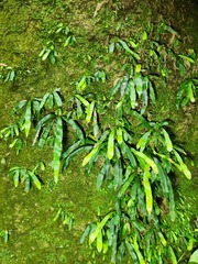 Haplopteris anguste-elongata