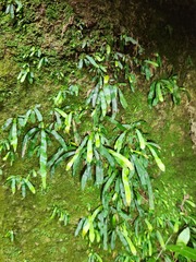 Haplopteris anguste-elongata