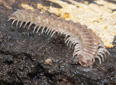 Polydesmus angustus