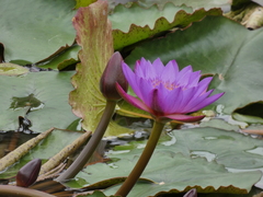 Nymphaea rubra